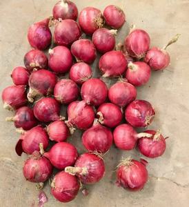 Nouveau frais de Chine jaune oignon légume alimentaire vert vente en gros exportation frais oignons rouges échalote - Product Image 4