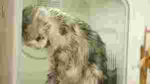 Kotak pengering hewan peliharaan rumah penjualan laris 2024 mesin pengering mandi kucing dan anjing otomatis sepenuhnya desinfeksi pengering rambut - Product Image 2