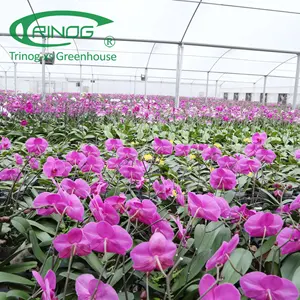 Trinog Greenhouse manufacture agricultural plastic film orchid greenhouse with movable seed bench system