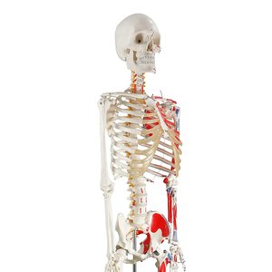 Mô hình bộ xương người dùng làm dụng cụ dạy học, bán buôn từ nhà máy, chất liệu PVC, dụng cụ dạy học khoa học y tế, mô hình giải phẫu, mô hình bộ xương - Product Image 3