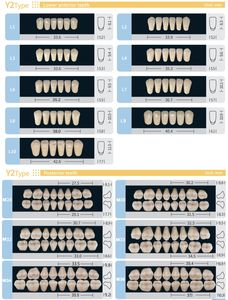 All'ingrosso Multi tonalità due strati anteriori inferiori denti in resina acrilica sintetica - Product Image 4