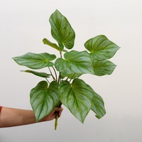 Feuilles de Taro Artificielles, Plante Verte Caoutchoutée, Grande Branche de Taro à 12 Têtes, pour Composition Florale et Aménagement Paysager