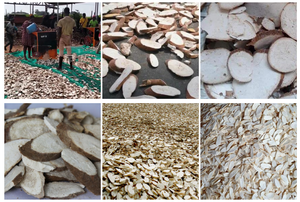 Máquina Peladora de Yuca, Peladora de Piel de Yuca, Lavadora de Yuca, Cortadora de Yuca en Rodajas, con Motor Diésel/Eléctrico, 6tph, Rodillo de 1080mm - Product Image 5