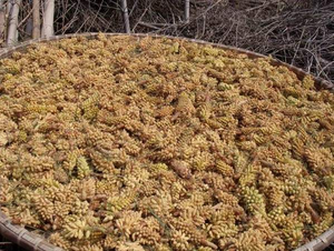 2024 nuovo raccolto di polline di pino organico in polvere per uso alimentare 99% di polline di pino rotto nella confezione di tamburo/bottiglia - Product Image 2