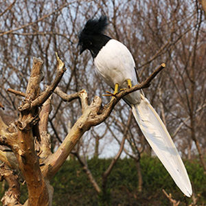Plumas de imitación de pájaros raros, adornos hechos a mano, adorno decorativo de pájaro carpintero - Product Image 6