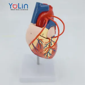نموذج قلب قلب قلب بشري قسم أمراض القلب البيولوجية نموذج جهاز تعليم طب القلب