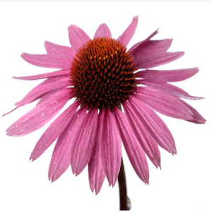 GMP Tiêu Chuẩn Chất Lượng Cao Cấp Thực Phẩm Polyphenol Echinacea Purpurea Chiết Xuất Dung Môi Khai Thác Trống Bao Bì - Product Image 6