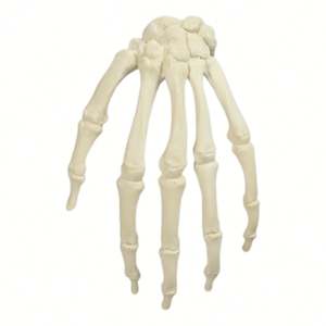 KyrenMed, modelo anatómico medio de <span class=keywords><strong>mano</strong></span> humana izquierda <span class=keywords><strong>derecha</strong></span> de espuma sólida, modelo de entrenamiento ortopédico para Taller de perforación preoperatoria - Product Image 2