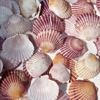52 pièces de coquillages roses mignons pour la plage, mariage, remplissage de vase, perles décoratives, cadeau de la Saint-Valentin