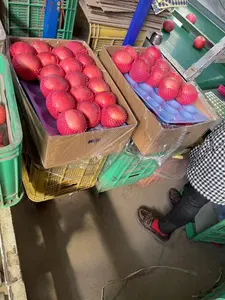 Suministro de exportación de fruta de manzana fresca de nueva cosecha a buen precio