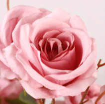 ชมพูเข้ม