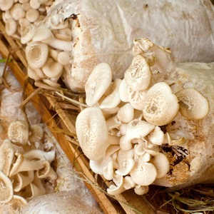 Sac de culture de champignons Shiitake <span class=keywords><strong>Kit</strong></span> de culture de champignons pour les ventes de l'usine - Product Image 6