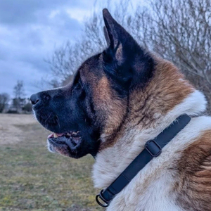 <span class=keywords><strong>Collar</strong></span> Ajustable para Perro con Recubrimiento de PVC Impermeable, Estilo <span class=keywords><strong>Biothane</strong></span>, Duradero, Inodoro, Fácil de Limpiar, con Anillo en D de Zinc para Perros Medianos y Grandes - Product Image 5