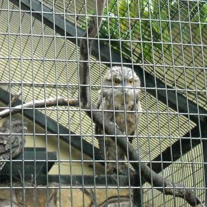 Lasdraad Hondenkennelpanelen Premium Poorten Voor Huisdieren - Product Image 5