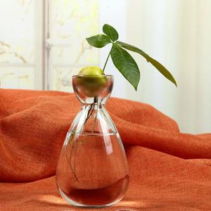 <span class=keywords><strong>Vase</strong></span> en verre pour plantes d'<span class=keywords><strong>avocat</strong></span>, <span class=keywords><strong>vase</strong></span> de démarrage pour plantes d'<span class=keywords><strong>avocat</strong></span>, <span class=keywords><strong>vase</strong></span> en verre pour la culture d'avocatiers - Product Image 3