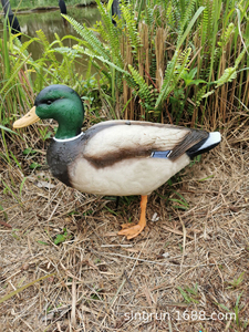 Canard d'EVA avec des leurres debout de canard de flotteur de posture de tête verte pour la chasse de sports en plein air - Product Image 5