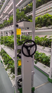 Ferme hydroponique clé en main dans un conteneur 40HQ pour les légumes-feuilles et le <span class=keywords><strong>basilic</strong></span> - Product Image 5