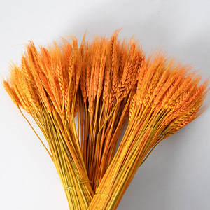 <span class=keywords><strong>Bouquet</strong></span> de blé doré séché naturel en gros pour la décoration de magasin de bureau à domicile accessoires de studio de photographie - Product Image 3