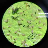 Feromoon insectenval lokmiddel, wegwerpbaar en biologisch afbreekbaar voor tuinen en gazons
