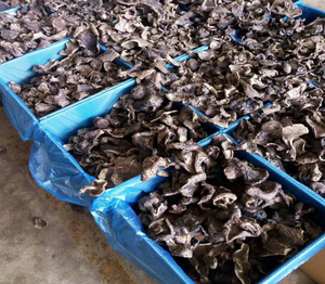 1 kg de champignons noirs sauvages séchés naturels, précieux, d'origine Yunnan, entiers - Product Image 5