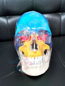 Modelo anatómico de <span class=keywords><strong>huesos</strong></span> humanos para colorear, modelo de hueso de calavera grande Natural, 2017 - Product Image 2