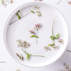Doğal Karabuğday Çiçekleri Saplı Kurutulmuş Bitkiler, Preslenmiş Çiçek İşleri, Reçine Takı Yapımı, Ev Dekorasyonu için - Product Image 2