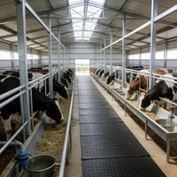 Structure en acier galvanisé préfabriquée pour poulailler et ferme, durable, anticorrosion, garantie 1 an pour l'élevage