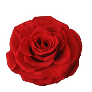 Vente en gros de décoration de mariage, bouquet de <span class=keywords><strong>roses</strong></span> d'éternité de longue durée, meilleures <span class=keywords><strong>roses</strong></span> pour toujours <span class=keywords><strong>roses</strong></span> conservées avec tête de fleur - Product Image 1