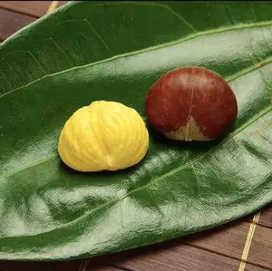 Chinesische neue Ernte frische Kastanien Fabrik besten Preis gute Qualität frische Kastanien