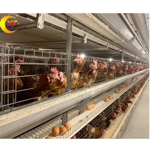 Cage automatique grillagée pour volailles, équipement d'élevage de volailles, cages pour poules pondeuses, ferme avicole pour 10000 oiseaux