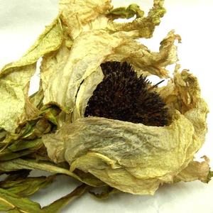 BCI Supply 100% Pure Natural solúvel em água Snow <span class=keywords><strong>Lotus</strong></span> <span class=keywords><strong>Extract</strong></span> 0.5% Rutoside Saussurea <span class=keywords><strong>Extract</strong></span> Powder para Skincare - Product Image 4