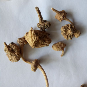 Zhu zi shen naturel séché Panax japicus <span class=keywords><strong>var</strong></span>. Racine de rhozome majeure pour herbe - Product Image 3