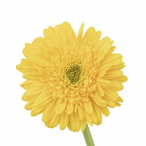 Les fermes du Yunnan poussent en gros <span class=keywords><strong>Gerbera</strong></span> <span class=keywords><strong>Jamesonii</strong></span> fraîchement coupé pour la décoration - Product Image 5