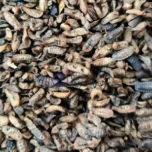 Horno de Secado <span class=keywords><strong>BSF</strong></span>, Máquina Secadora de Moscas Soldado Negra, Máquina de Secado de Larvas de Mosca Soldado Negra - Product Image 3