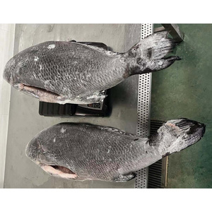 Frozen Fish Brown <strong>Croaker</strong> Fish Frozen Brown <strong>Croaker</strong> Gutted 3-5kg and 5kg up for Market - Product Image 5