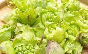 Yüksek kaliteli bitki özü doğal Butterbur tozu 15% Petasins Petasites Wholesales dus Butterbur özü toptan fiyat ile - Product Image 3