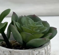 Petite plante succulente en pot, ornement floral - Décoration de bureau écologique pour Halloween/Noël/Nouvel An/Remise de diplôme pour le salon