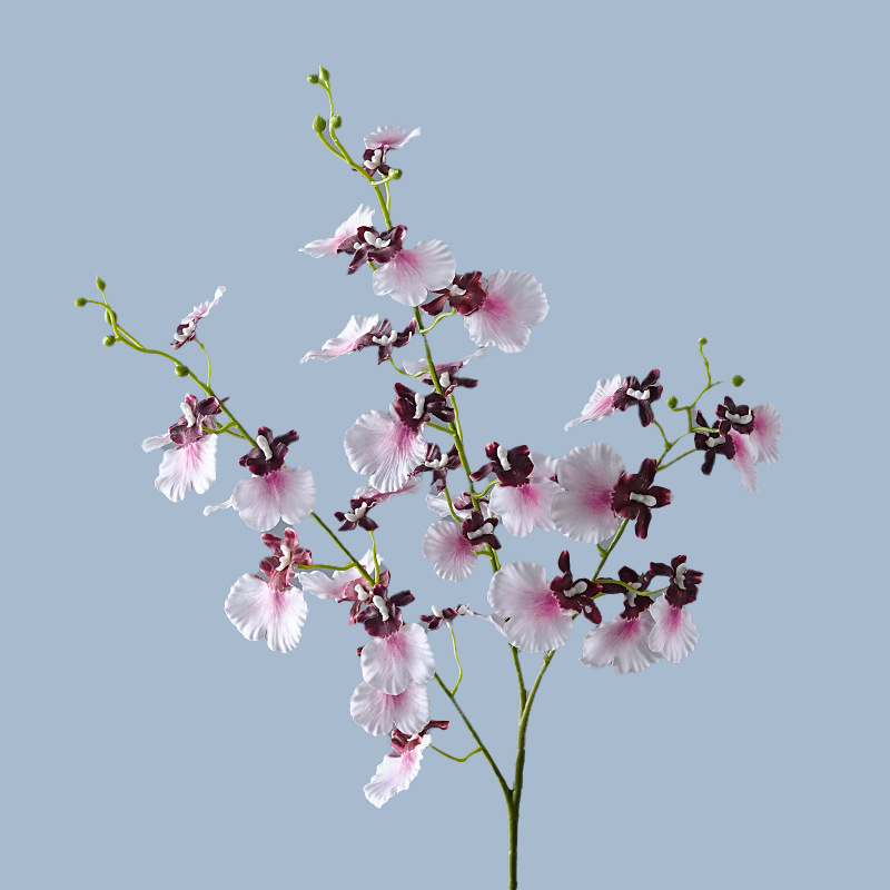 Viola