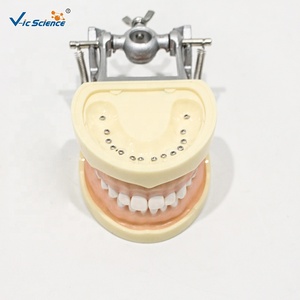 Modèle dentaire standard, modèle de mâchoire à dents permanentes pour l'enseignement médical buccal CE/ISO/ROHS/CNAS - Product Image 6