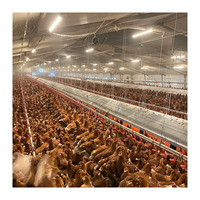 Système d'alimentation automatique pour poulets reproducteurs de volailles de chair en élevage