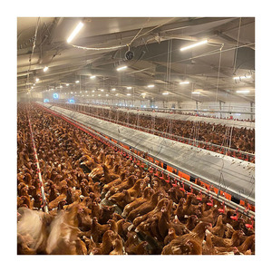 בשר חזיר אוטומטי <span class=keywords><strong>broiler</strong></span> מניות בשר עוף חקלאות בשר עוף - Product Image 3