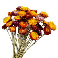 Fabricant de fleurs séchées Bouquet de marguerites 100% Chrysanthème naturel Fleur sèche Home Decora Party DIY Arrangement Blé Paille en vrac
