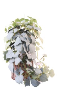 Vente en gros de plantes artificielles en <span class=keywords><strong>pot</strong></span> suspendues, fausses plantes de <span class=keywords><strong>lierre</strong></span> en pots, petites plantes d'intérieur pour la décoration de la maison - Product Image 5