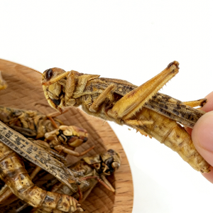 <span class=keywords><strong>Insectes</strong></span> <span class=keywords><strong>comestibles</strong></span> riches en protéines, sauterelles séchées, alimentation animale pour oiseaux et reptiles - Product Image 2