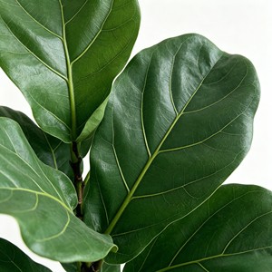 <b>Artificial</b> <b>Tree</b> Green Potted with Piano Leaf Banyan Ornaments for Living Room Floor Simulation - Product Image 6