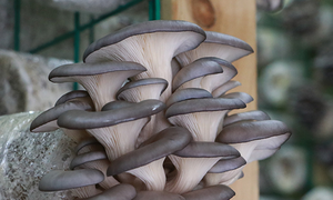 เครื่องหยอดถุงและเพาะเมล็ดแบบชั้นสำหรับการเพาะเห็ดหอยนางรมดีไซน์มีประสิทธิภาพสูง - Product Image 4