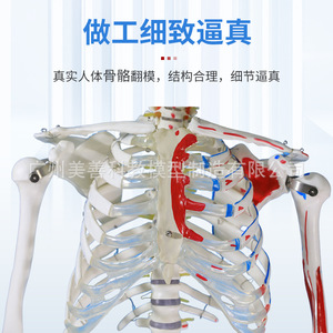 Modèle de squelette humain médical à corps entier de 170 cm avec coloration musculaire, structure anatomique des articulations pelviennes et du yoga - Product Image 4