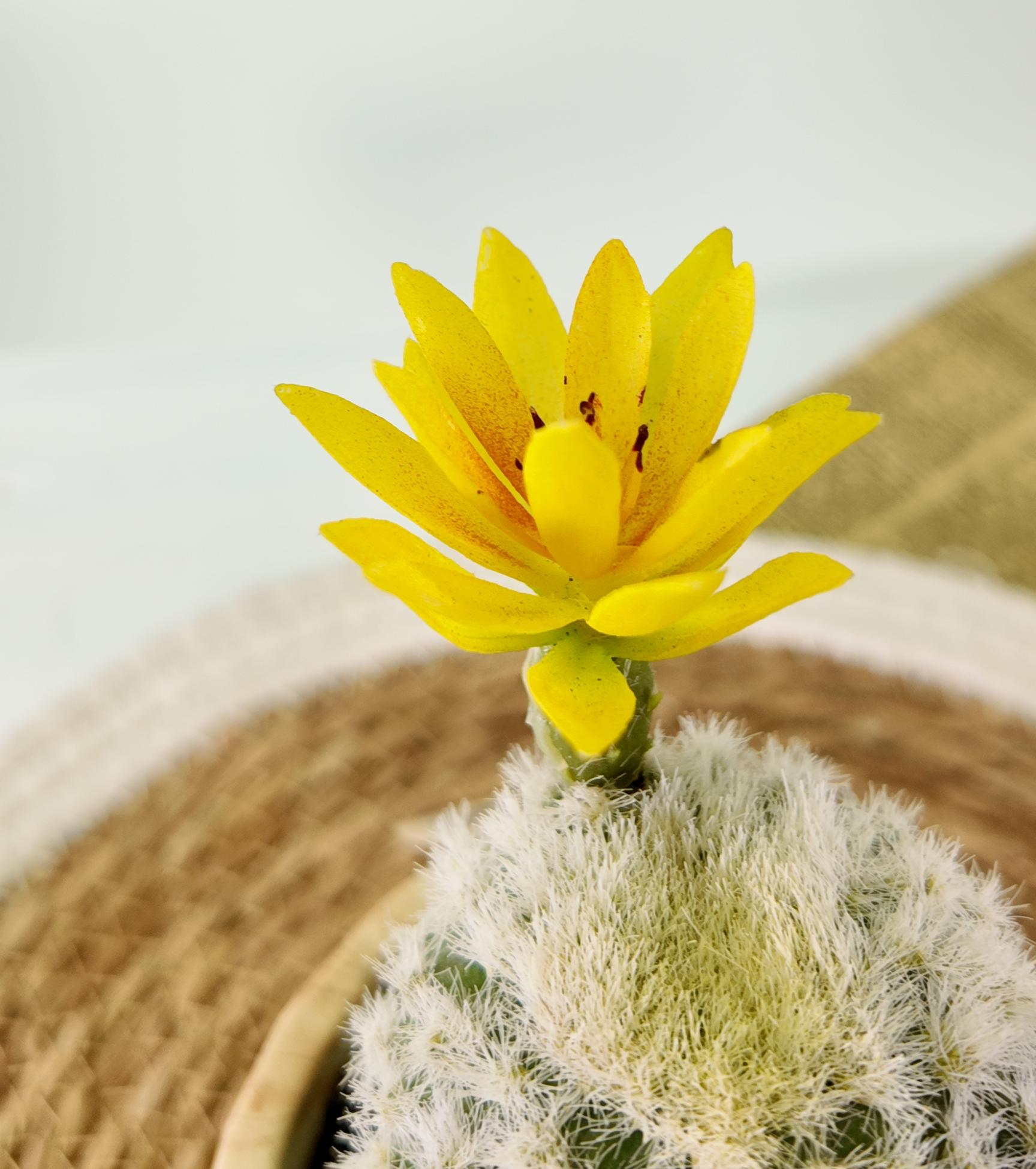 artificial cactus xxl