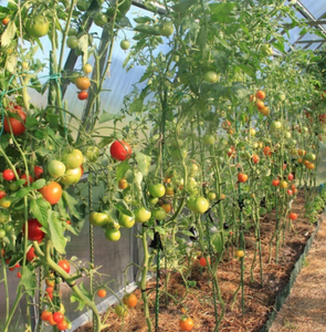 FRP องุ่นสนับสนุนเดิมพันไฟเบอร์กลาสเมล็ดต้นไม้เดิมพัน - Product Image 2