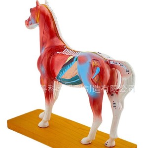 Modèle d'acupuncture équine, modèle de cheval, modèle anatomique d'acupuncture animale, modèle des points d'acupuncture du cheval. - Product Image 4